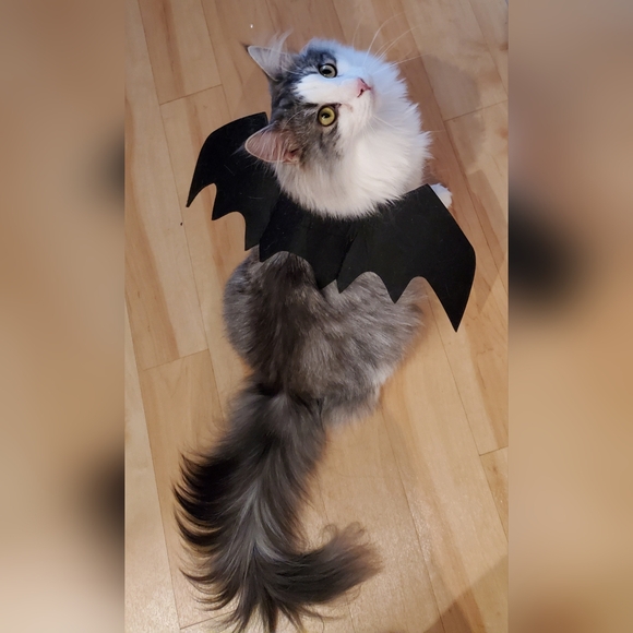 ⚡️Host Pick ⚡️Cat Costume "Bat Wings" Small Dog Costume - Picture 5 of 6